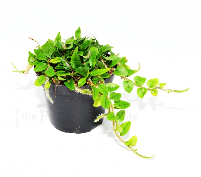 MICROGRAMMA VACCINIFOLIA