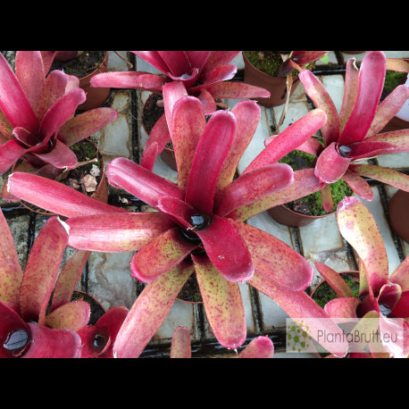 NEOREGELIA FIREBALL SPOTTED