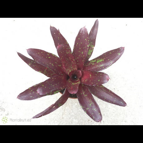 NEOREGELIA HERA LITTLE BRIGHT