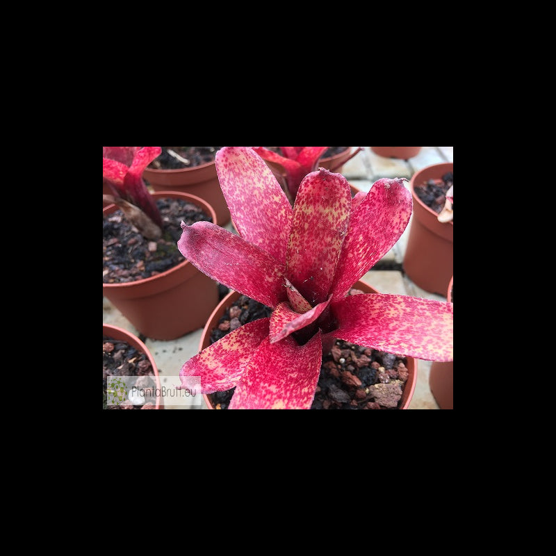 NEOREGELIA RED WAIF