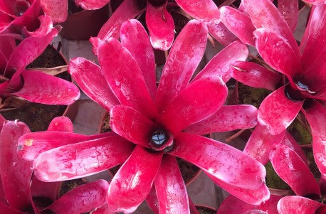 NEOREGELIA SUPER FIREBALL