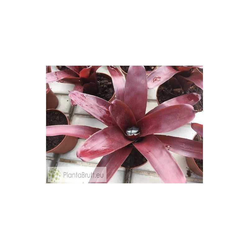 NEOREGELIA XANTIPA HYBRID