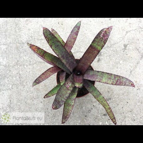 NEOREGELIA AMPULLACEA PURPUREA