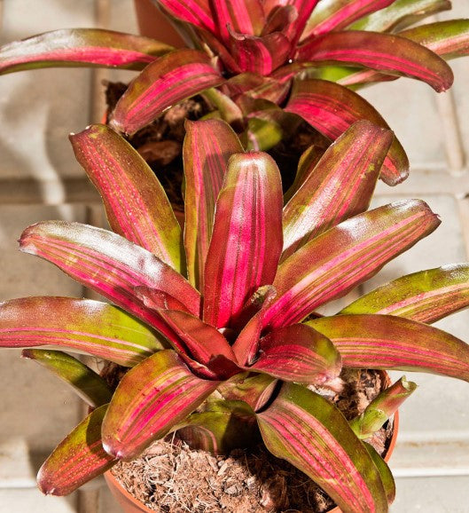 NEOREGELIA IRIS