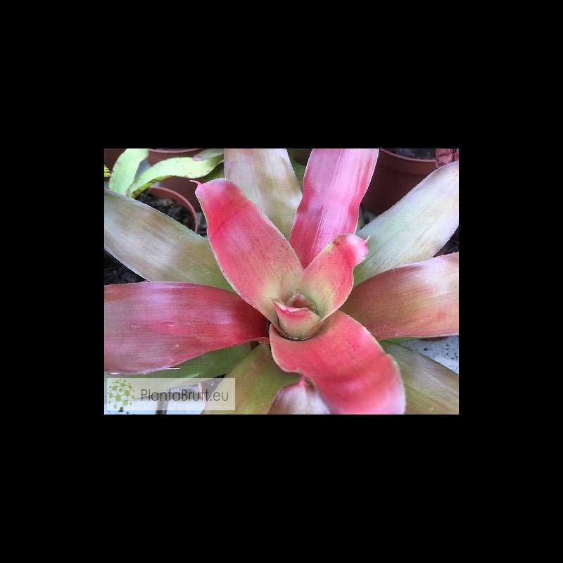 NEOREGELIA MEYENDORFII X FIREBALL