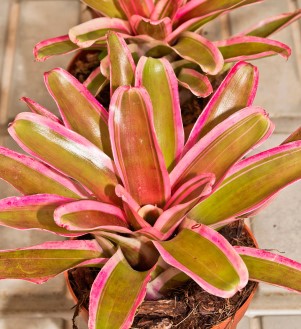 NEOREGELIA PINK