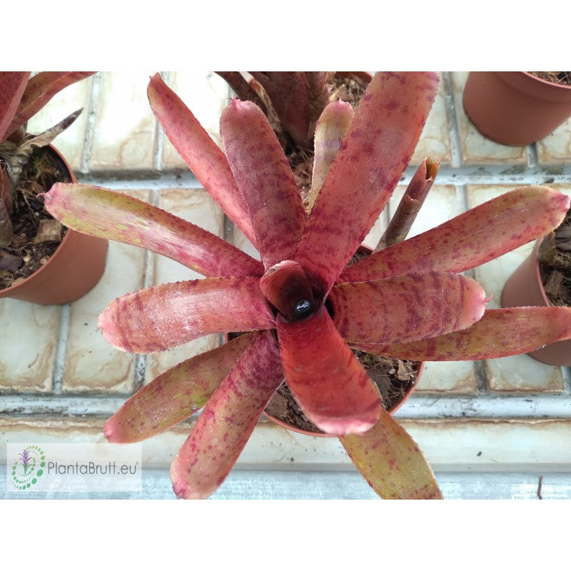 NEOREGELIA PUNCTATISSIMA RUBRA HYBRID