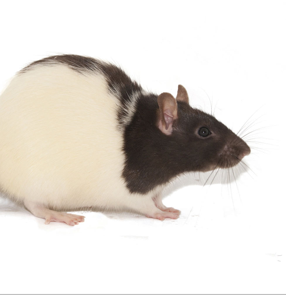 RATTO 350