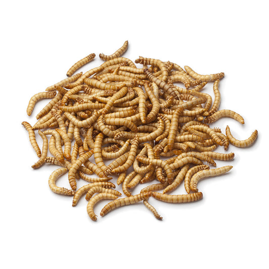 TARMA DELLA FARINA SCATOLA DA CIRCA 500 GR.