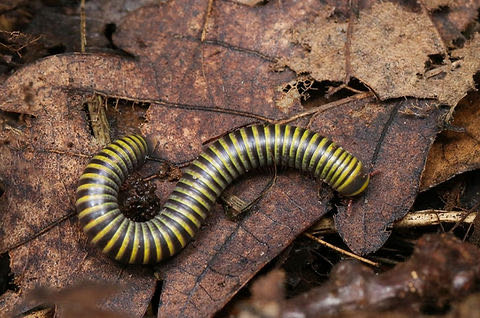 Anadenobolus monilicornis