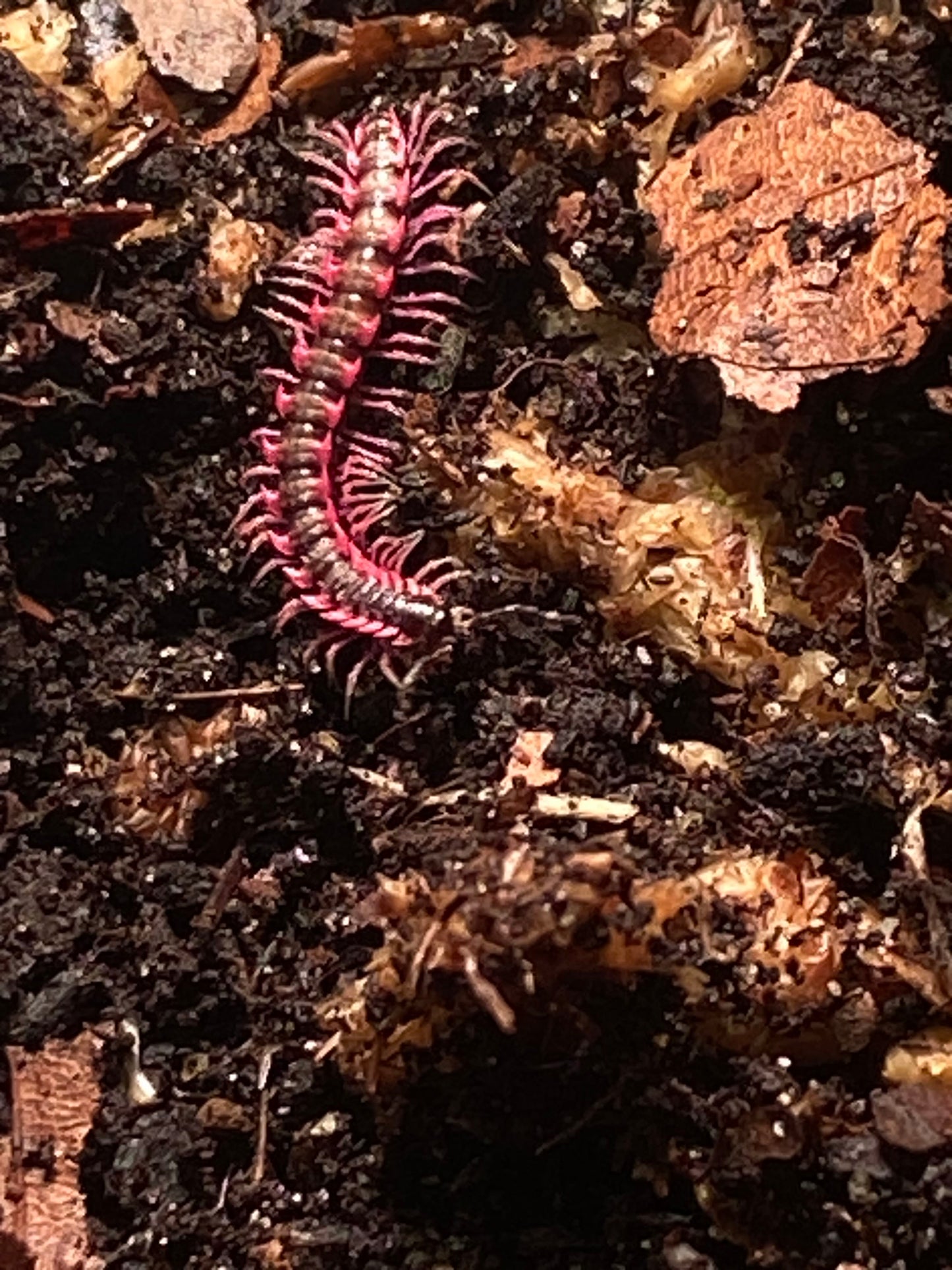 Desmoxytes planata