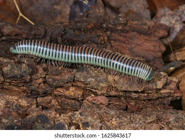 BENOITOLUS SIAMENSIS