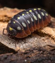 ONISCHI TROPICALI ARMADILLIDIUM KLUGII MONTENEGRO