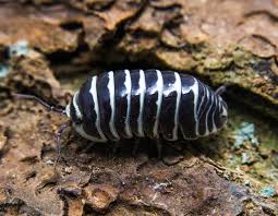 ONISCHI TROPICALI ARMADILLIDIUM MACULATUM