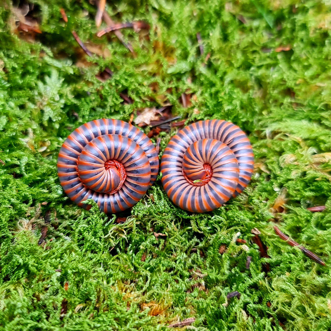 ATOPOCHETUS SPINIMARGO