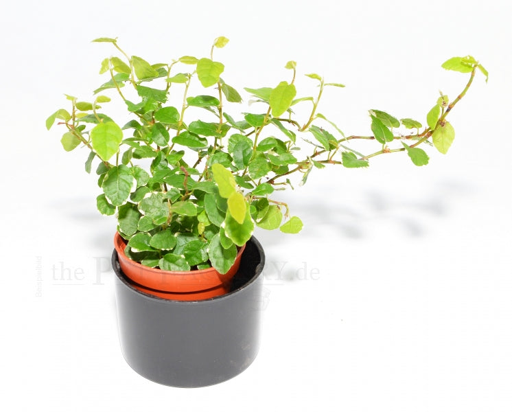 FICUS PUMILIA SUNNY