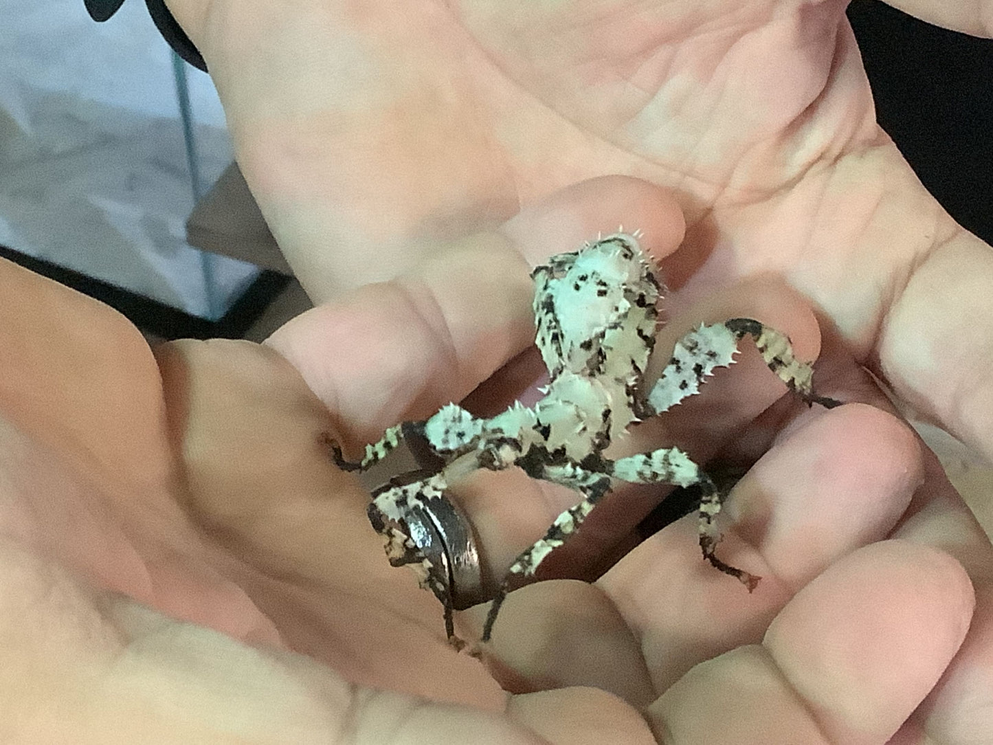 EXTATOSOMA TIARATUM LICHEN