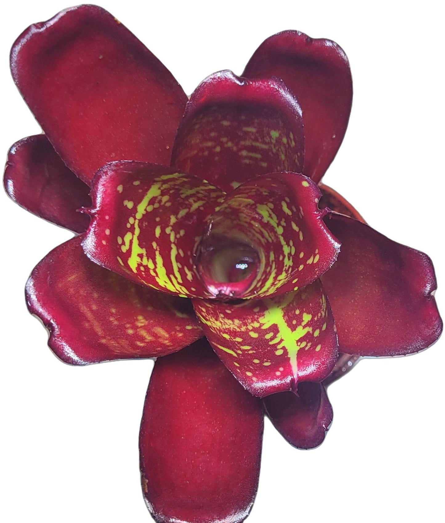 NEOREGELIA DARTANION