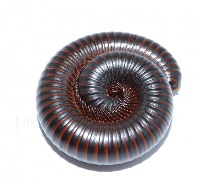 MILLEPIEDI GIGANTE ARCHISPIROSTREPTUS