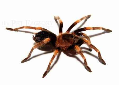 TARANTOLA BRACHYPELMA HAMORI