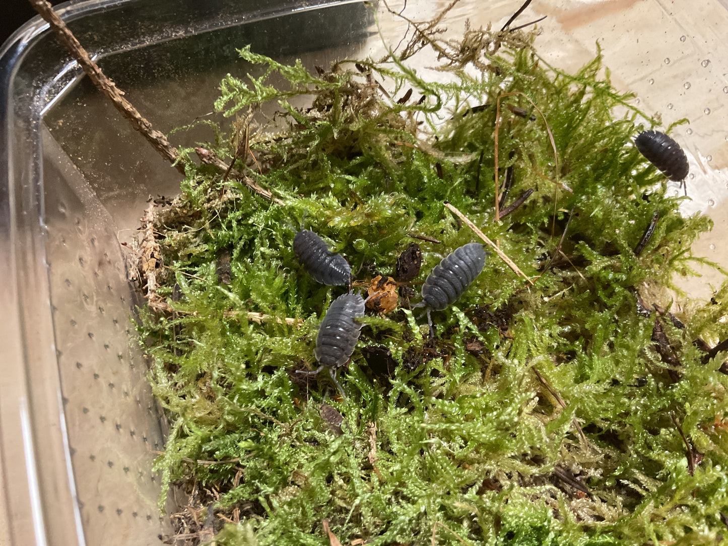 ONISCHI TROPICALI PORCELLIO SCABER