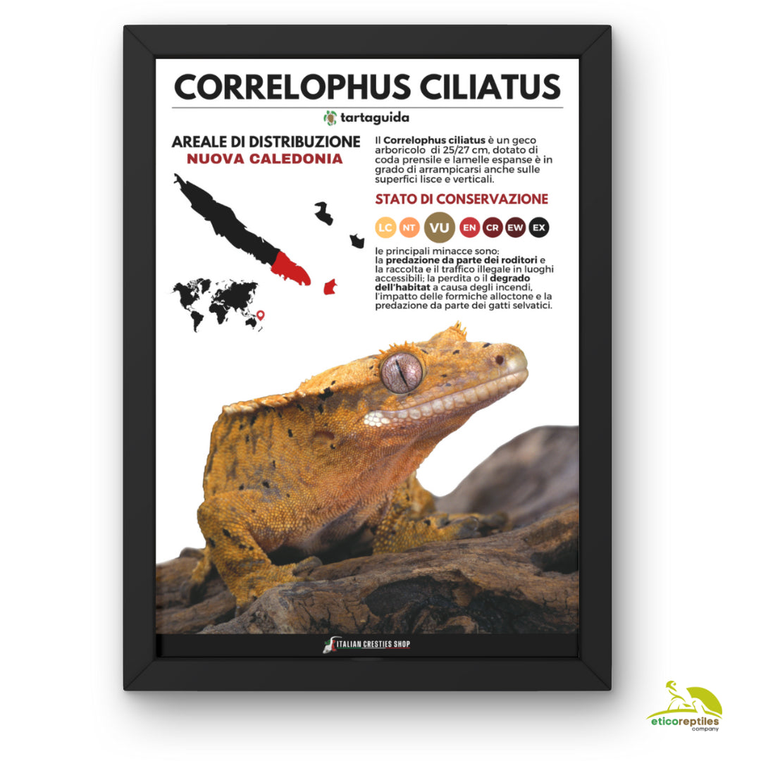 POSTER CORRELOPHUS CILIATUS