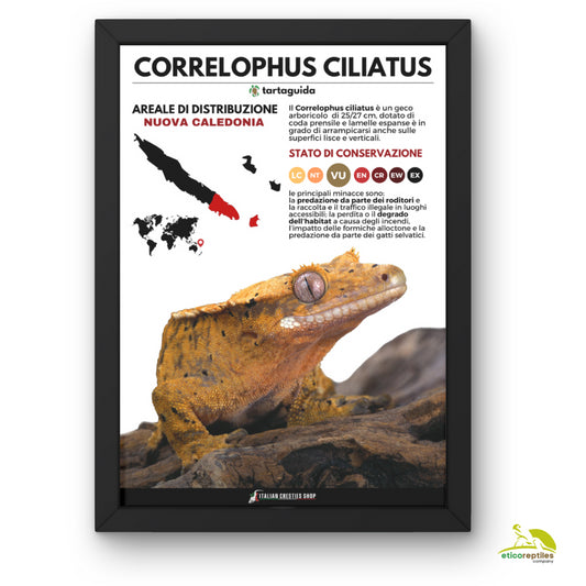 POSTER CORRELOPHUS CILIATUS