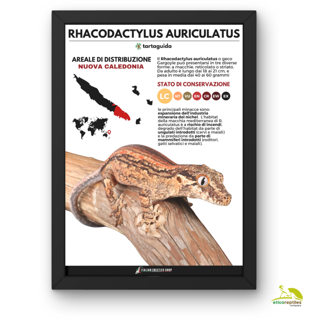 POSTER RHACODACTYLUS AURICULATUS