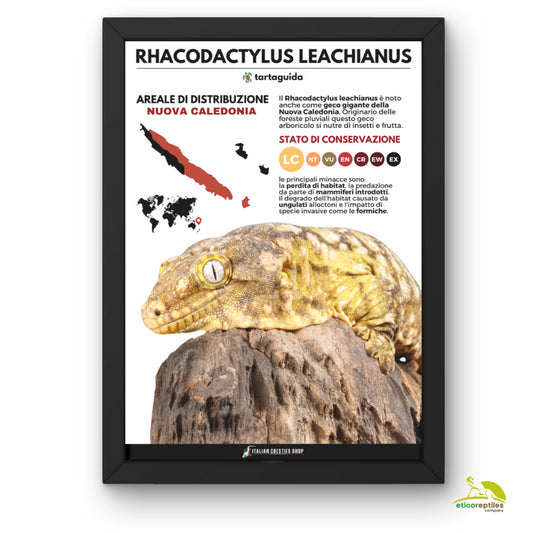 POSTER RHACODACTYLUS LEACHIANUS