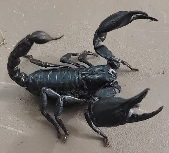 SCORPIONE HETEROMETRUS LONGIMANUS