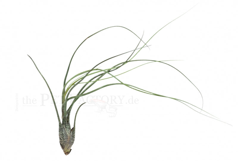 TILLANDSIA BULBOSA