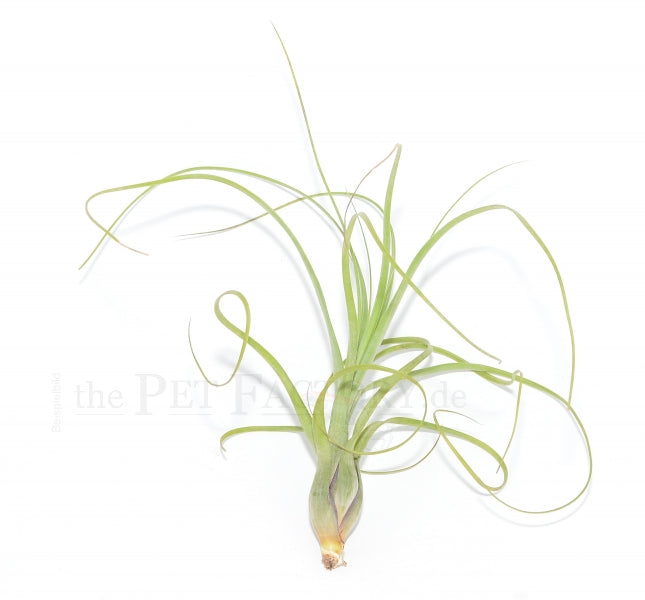 TILLANDSIA BALBISIANA