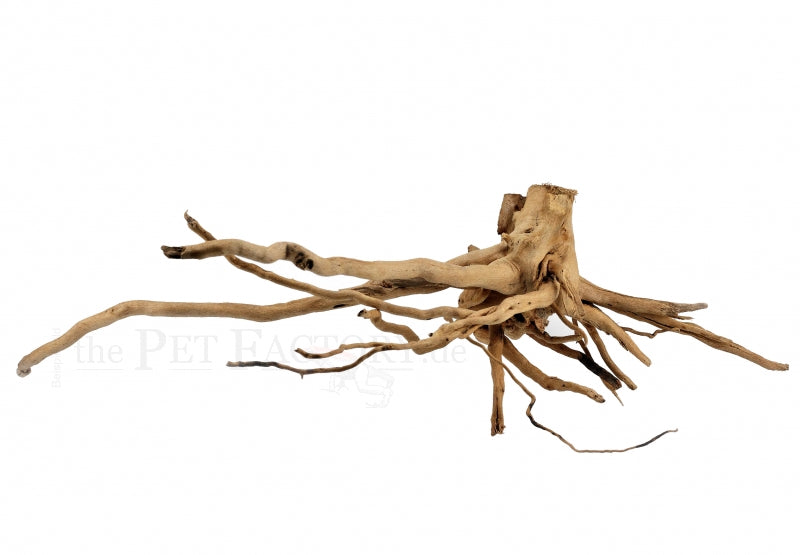 RADICE DI MORA ROSSA