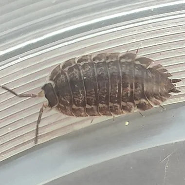 ONISCHI TROPICALI PORCELLIO ASELLUS