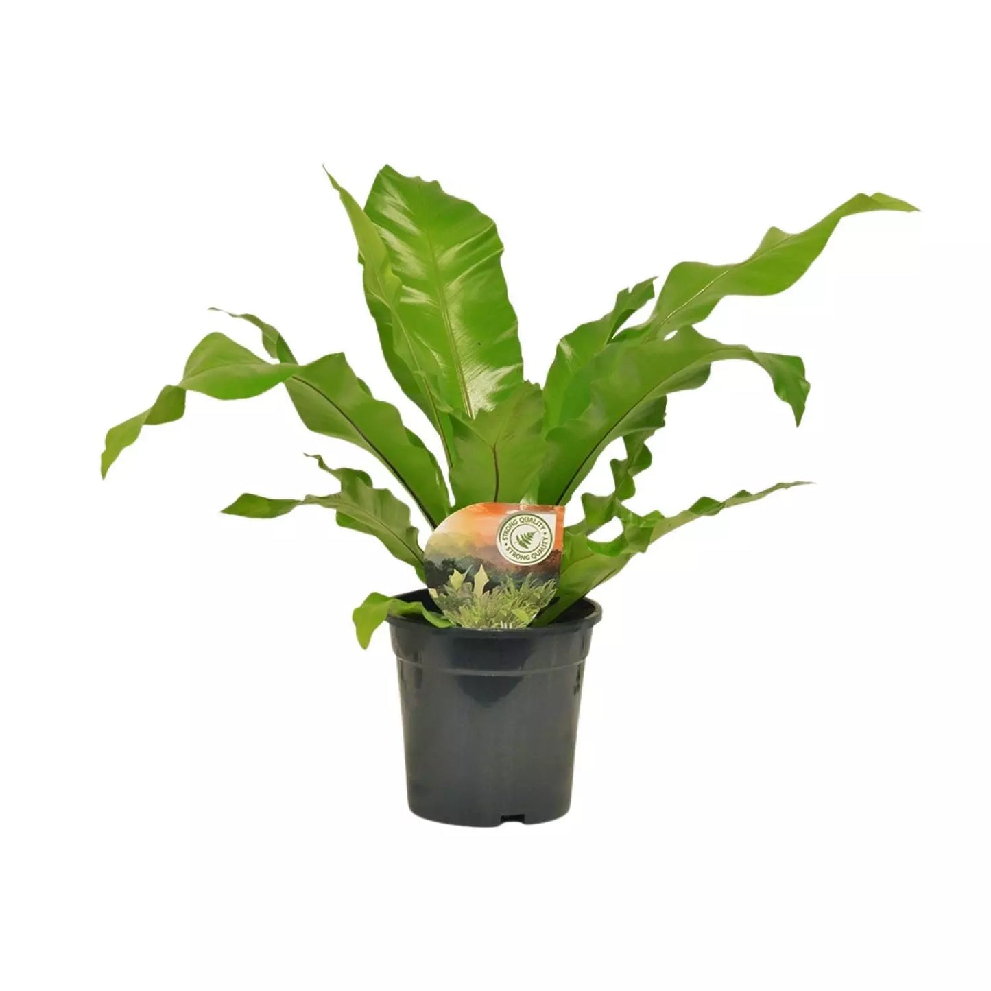 ASPLENIUM NIDUS