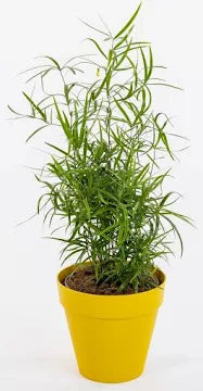 ASPARAGUS FALCATUS V12