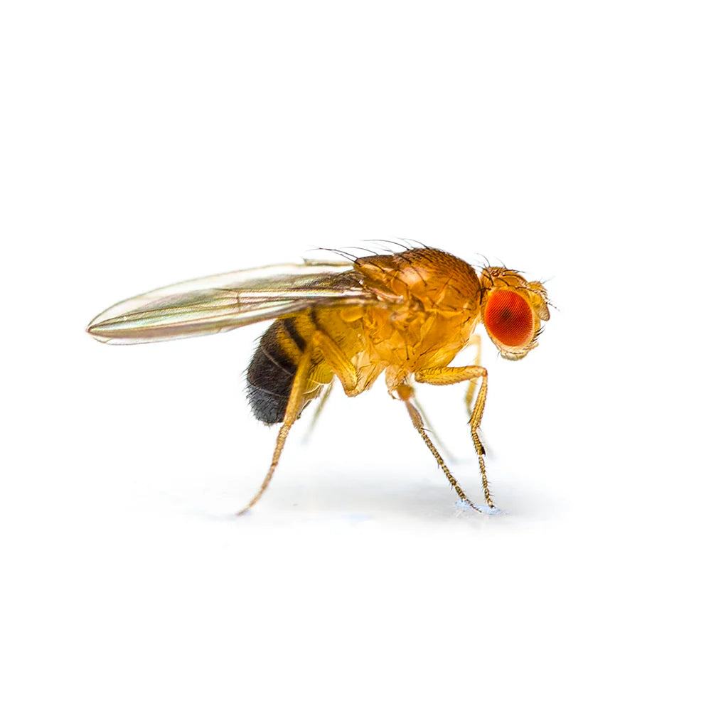 DROSOPHILA MELANOGASTER