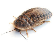 BLATTA DUBIA ADULTO SCATOLA DA 100 PZ