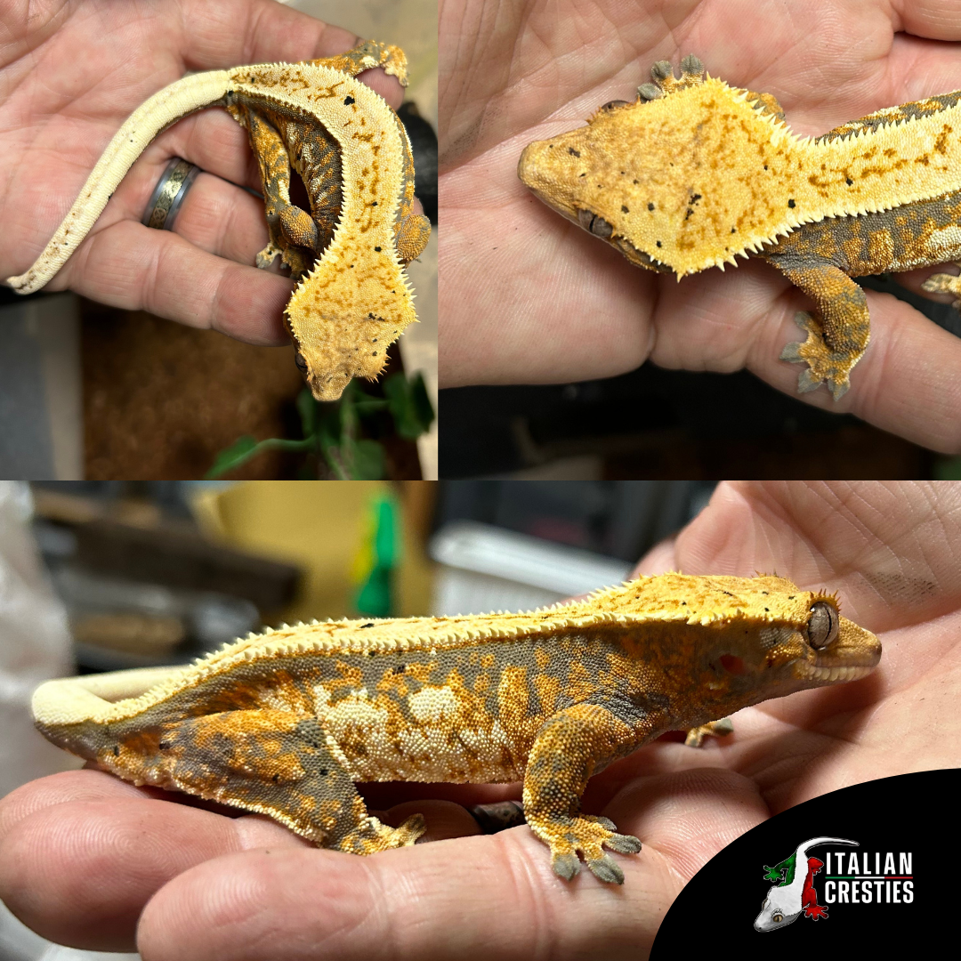 VENDITA_GECHI_CILIATUS