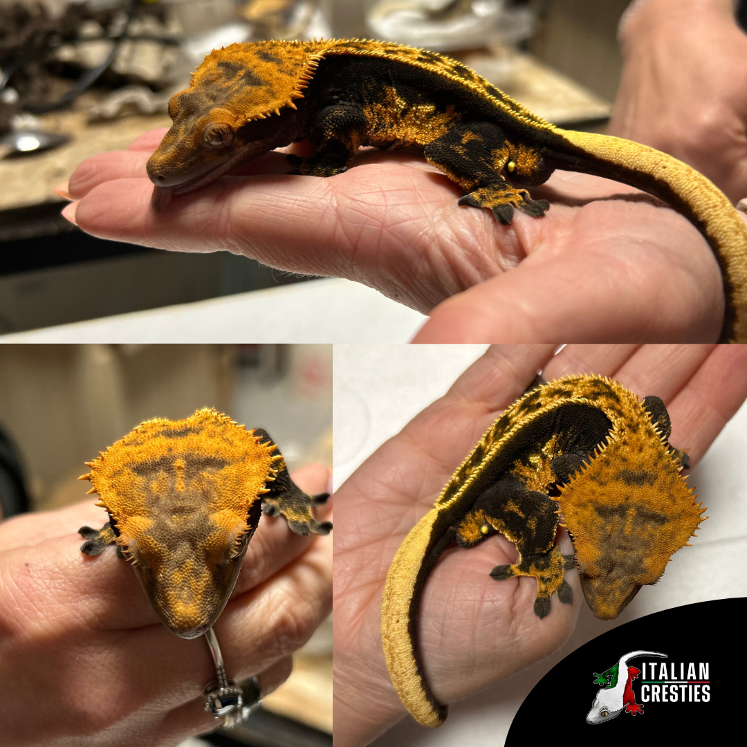 C. CILIATUS TRICOLOR 100 % PINSTRIPE MASCHIO