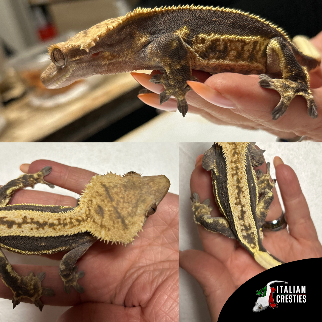 vendita gechi ciliatus