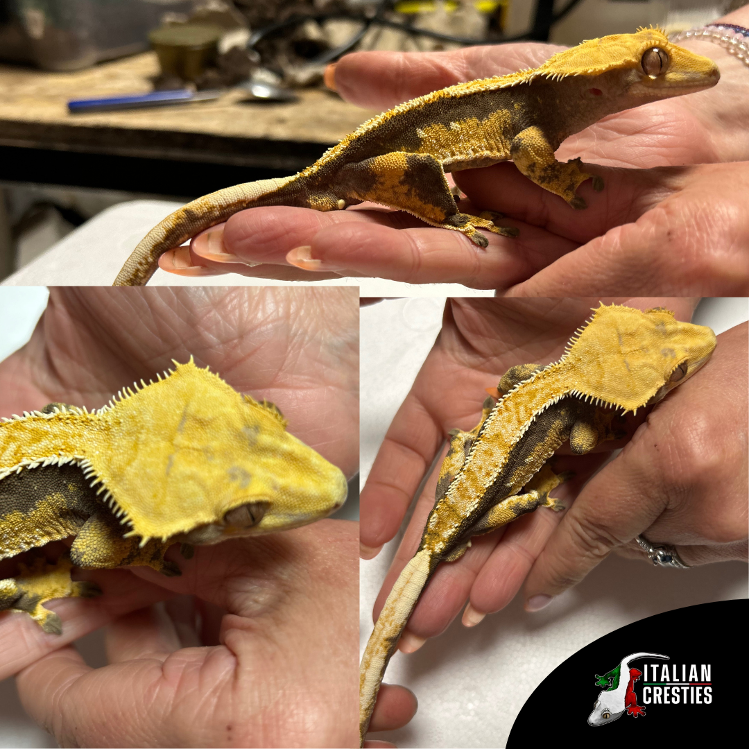 Vendita geco ciliatus
