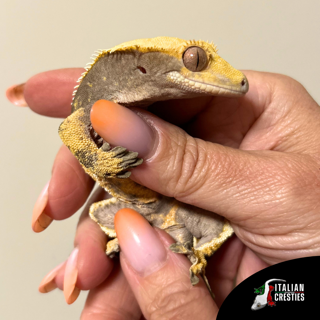 vendita geco ciliatus