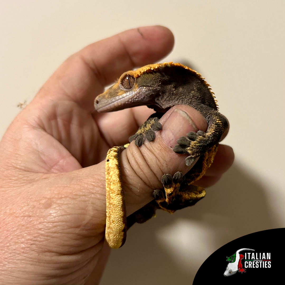 vendita gechi ciliatus