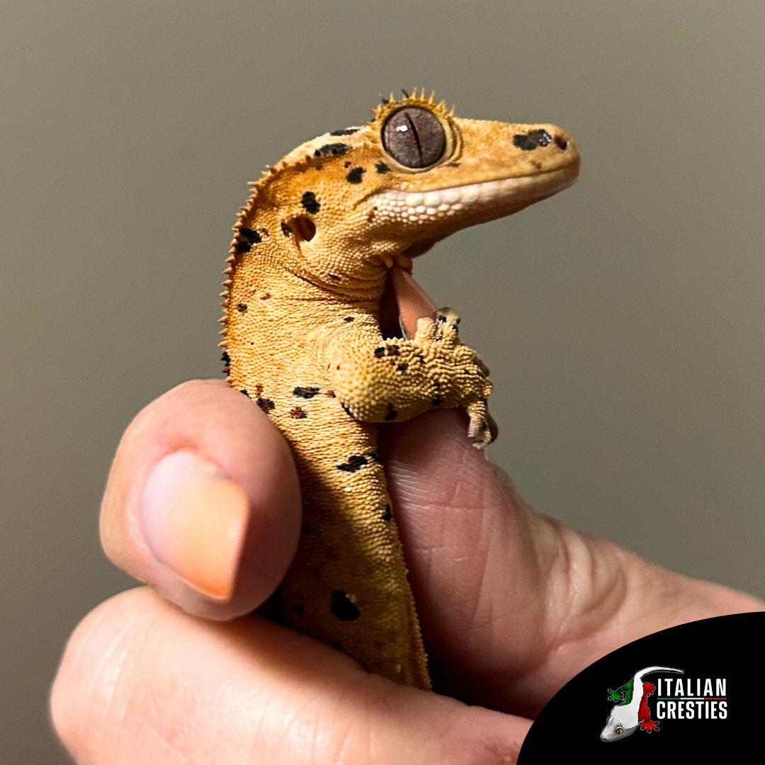 vendita geco ciliatus milano superdalmatian