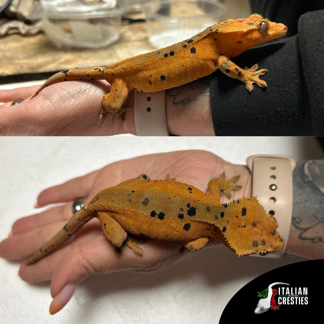 vendita geco ciliatus