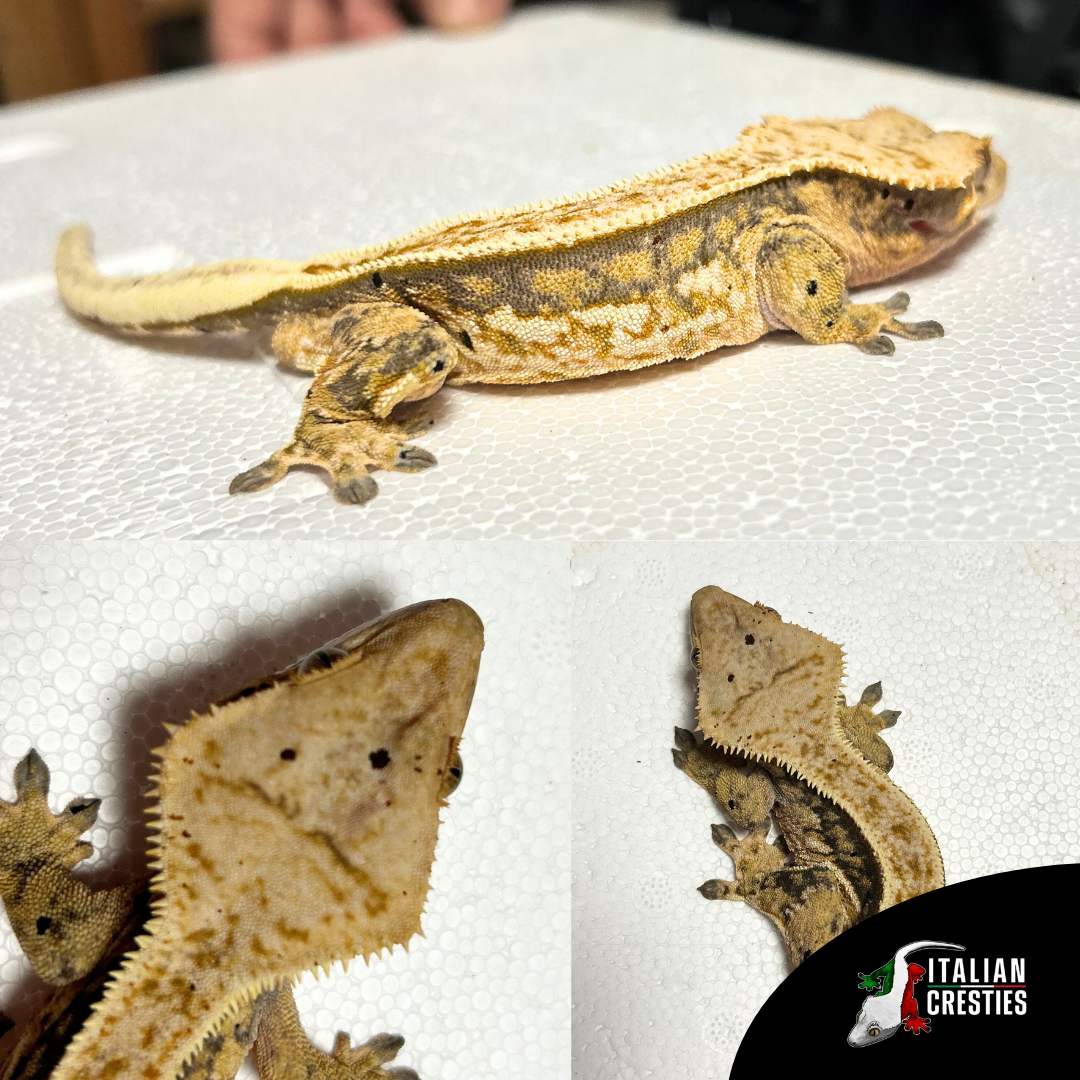vendita gechi ciliatus adulti