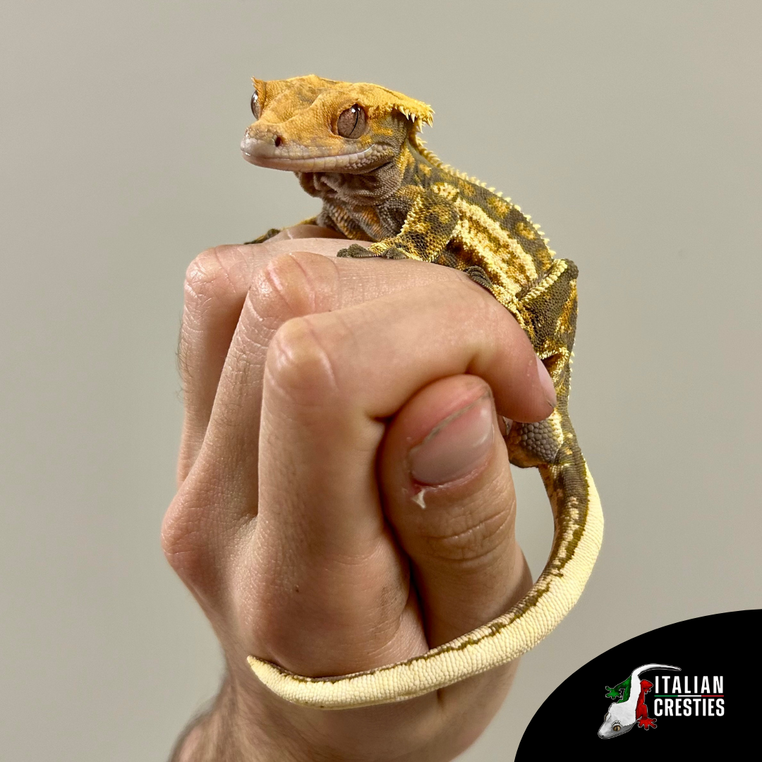 vendita gechi ciliatus