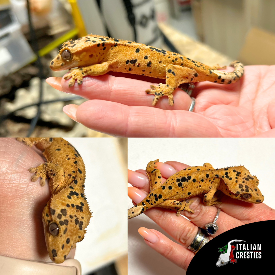 vendita geco ciliatus milano superdalmatian