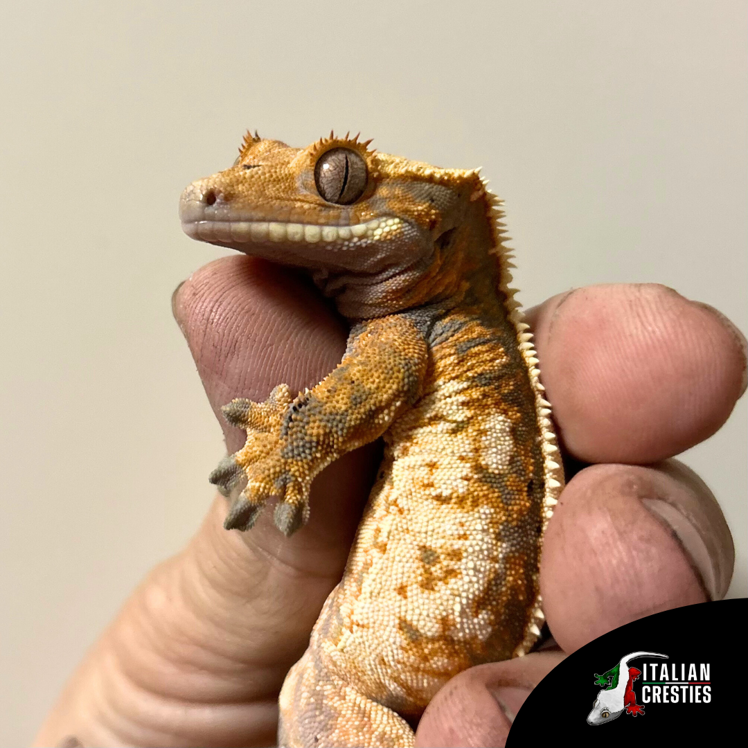 vendita geco ciliatus